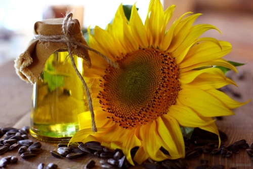 Sunflower.jpg